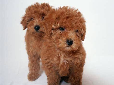 贵宾犬四个月能养在外面吗？这个现在就要视具体情况而定(图2)