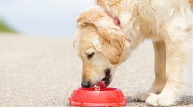 狗瘟那是说犬瘟热 狗狗出現狗瘟应该要咋办？(图1)