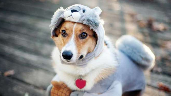 狗瘟那是说犬瘟热 狗狗出現狗瘟应该要咋办？(图2)