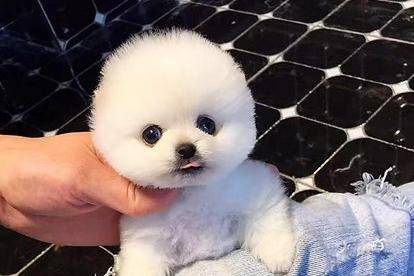 博美犬和俊介犬的区别 这些方面是完全不同的(图1)