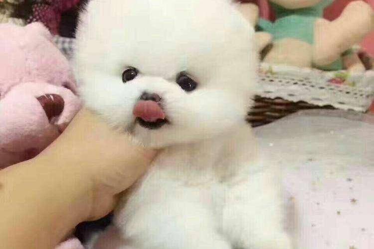 博美犬和俊介犬的区别 这些方面是完全不同的(图2)