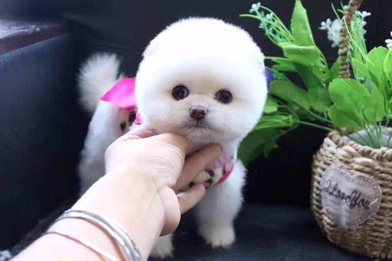博美犬和俊介犬的区别 这些方面是完全不同的(图3)