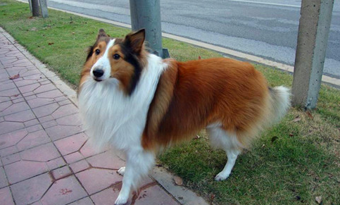 牧羊犬的腿力气是什么好原因 牧羊犬的腿为啥力气(图1)