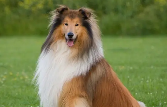 牧羊犬的腿力气是什么好原因 牧羊犬的腿为啥力气(图2)
