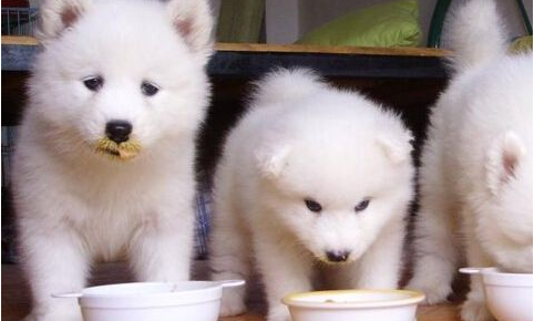 狗狗吃什么东西补钙?选对食物和方法很有用(图3)