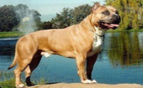 恶霸犬和比特犬谁很厉害？恶霸虽凶比特很厉害(图2)