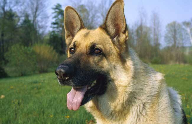 小型牧羊犬品种有都有那些？该咋训练什么它们(图2)