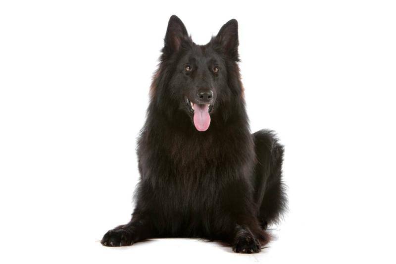小型牧羊犬品种有都有那些？该咋训练什么它们(图1)