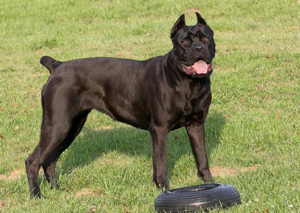 卡斯罗是什么东西犬种?让你安全感爆棚的狗狗(图1)