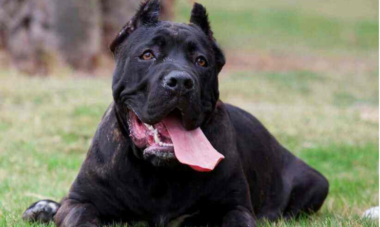 卡斯罗是什么东西犬种?让你安全感爆棚的狗狗(图2)