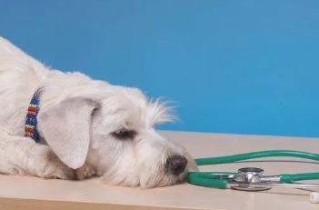 狗狗反胃八大缘故！(图1)