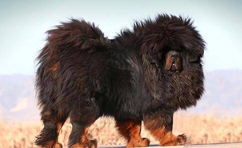 藏獒肉能吃吗？自己的爱犬我还是别吃(图1)
