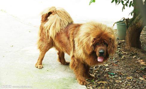 藏獒肉能吃吗？自己的爱犬我还是别吃(图2)