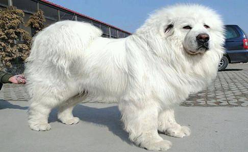 藏獒肉能吃吗？自己的爱犬我还是别吃(图3)