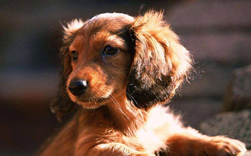 腊肠犬咬人吗？看是什么东西情况下(图3)
