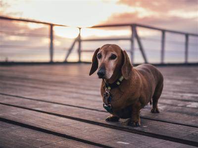腊肠犬咬人吗？看是什么东西情况下(图2)