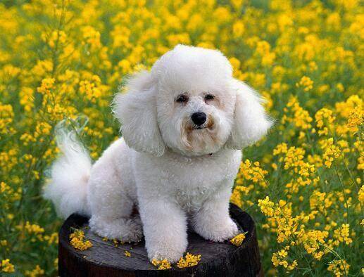 博美犬和比熊犬的区别 不仅仅是外形上的(图1)
