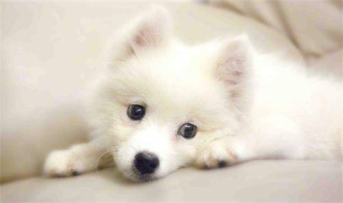 博美犬和比熊犬的区别 不仅仅是外形上的(图2)