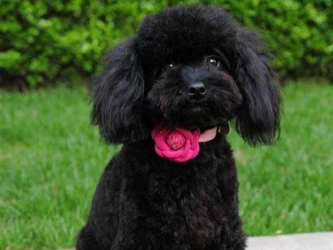 贵宾犬嘴巴臭怎么办啊？找下会不会这些原因(图3)