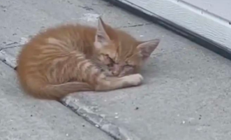 失明小橘猫虚弱躺车库前 好心屋主秒投诚 24小时不间断悉心照料 如今！(图1)