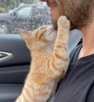 失明小橘猫虚弱躺车库前 好心屋主秒投诚 24小时不间断悉心照料 如今！(图2)
