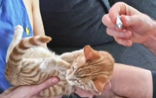 失明小橘猫虚弱躺车库前 好心屋主秒投诚 24小时不间断悉心照料 如今！(图3)