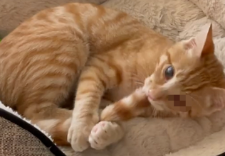 失明小橘猫虚弱躺车库前 好心屋主秒投诚 24小时不间断悉心照料 如今！(图4)