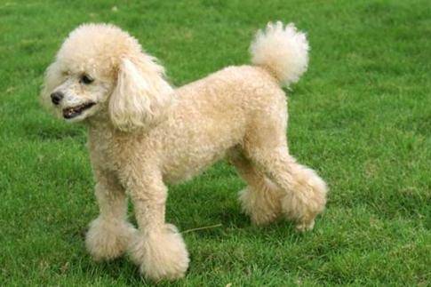 咋可以确定贵宾犬的年龄 这样的偏文科类来可以确定准确性高(图1)