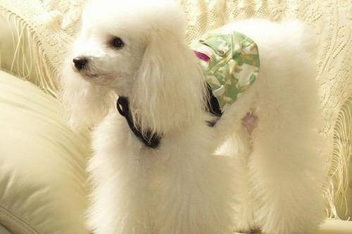 贵宾犬的毛怎末疏理 还实在需要点方法(图1)