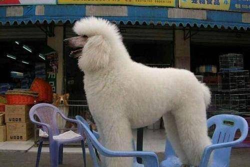 贵宾犬的毛怎末疏理 还实在需要点方法(图3)