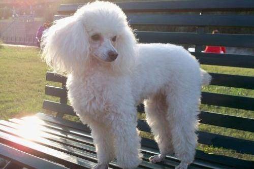 贵宾犬的毛怎末疏理 还实在需要点方法(图2)