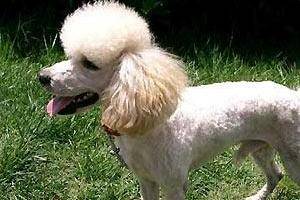 贵宾犬不剪毛也可以吗？那还要看你的忍耐度了(图1)