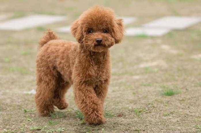贵宾犬不剪毛也可以吗？那还要看你的忍耐度了(图3)