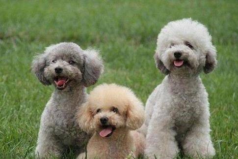 三个的贵宾犬能练习了吗？那就要看实惠的方法(图2)
