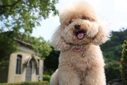 三个的贵宾犬能练习了吗？那就要看实惠的方法(图3)