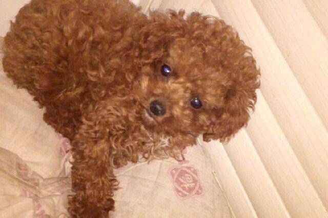 贵宾犬会咬主人吗？一般情况下是不会的(图1)