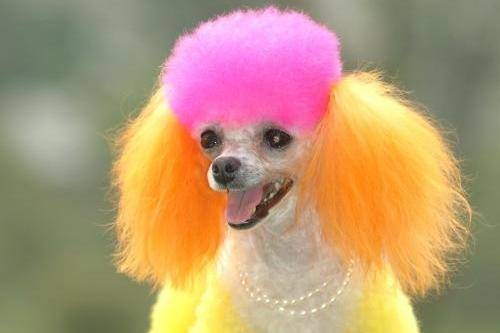 贵宾犬会咬主人吗？一般情况下是不会的(图2)