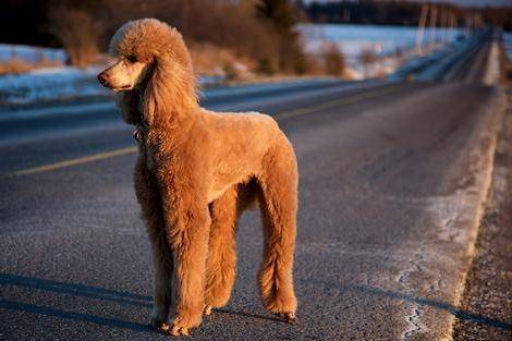 贵宾犬会咬主人吗？一般情况下是不会的(图3)