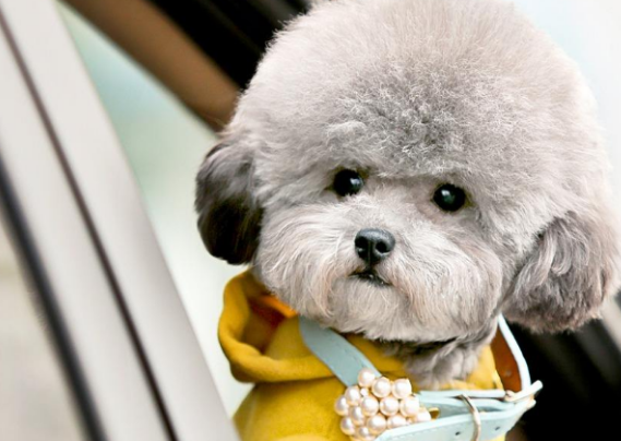 怎摸给两个月狗狗剪指甲 给幼犬剪指甲剪出血怎么办啊？(图1)