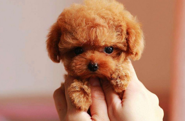 怎摸给两个月狗狗剪指甲 给幼犬剪指甲剪出血怎么办啊？(图2)