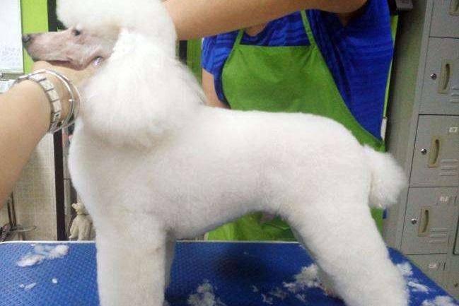 贵宾犬突然之间反胃怎么办？不知道原因的情况下送医院吧(图1)