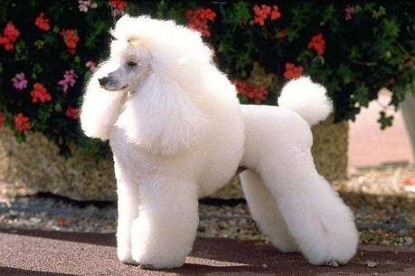贵宾犬突然之间反胃怎么办？不知道原因的情况下送医院吧(图3)