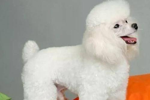 贵宾犬突然之间反胃怎么办？不知道原因的情况下送医院吧(图2)