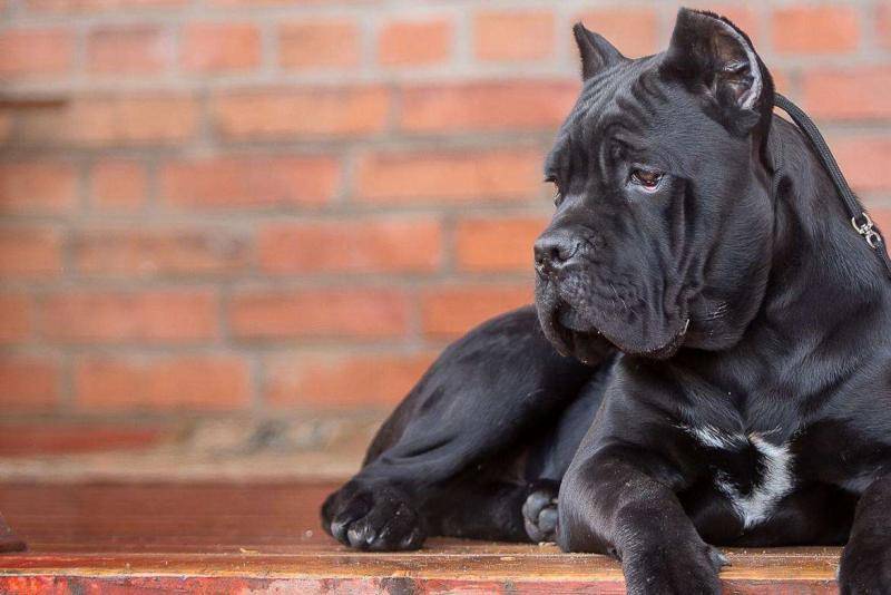 卡斯罗犬能长多大？完全不同时期的卡斯罗体重(图2)