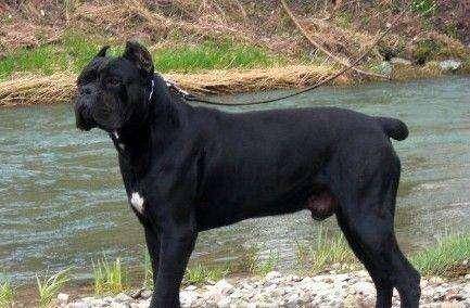 卡斯罗犬能长多大？完全不同时期的卡斯罗体重(图1)