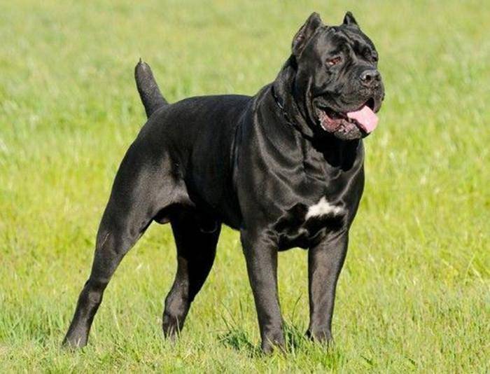 卡斯罗犬好养吗？没养过怎会清楚(图1)
