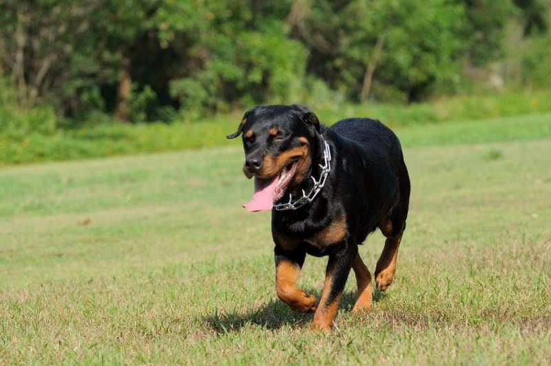 卡斯罗犬好养吗？没养过怎会清楚(图3)