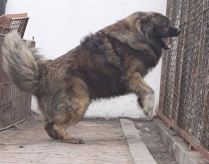 高加索有多厚 真不愧是为巨形犬(图3)