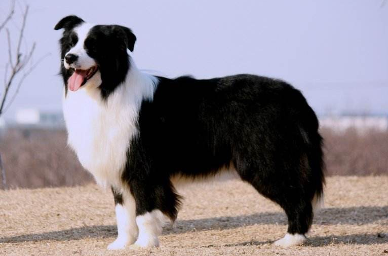 要如何选定边境牧羊犬 看家本领都在这了(图3)