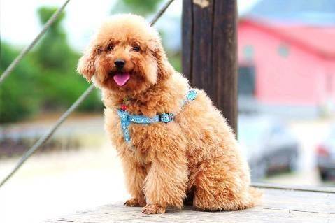 贵宾犬纯不纯如何知道 有几点很明显的特征(图1)